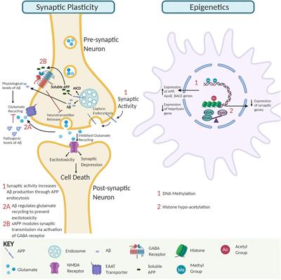 Amyloid-β Peptide Impact on Synaptic Function and Neuroepigenetic <mark class="highlighted">Gene Control</mark> Reveal New Therapeutic Strategies for Alzheimer’s Disease